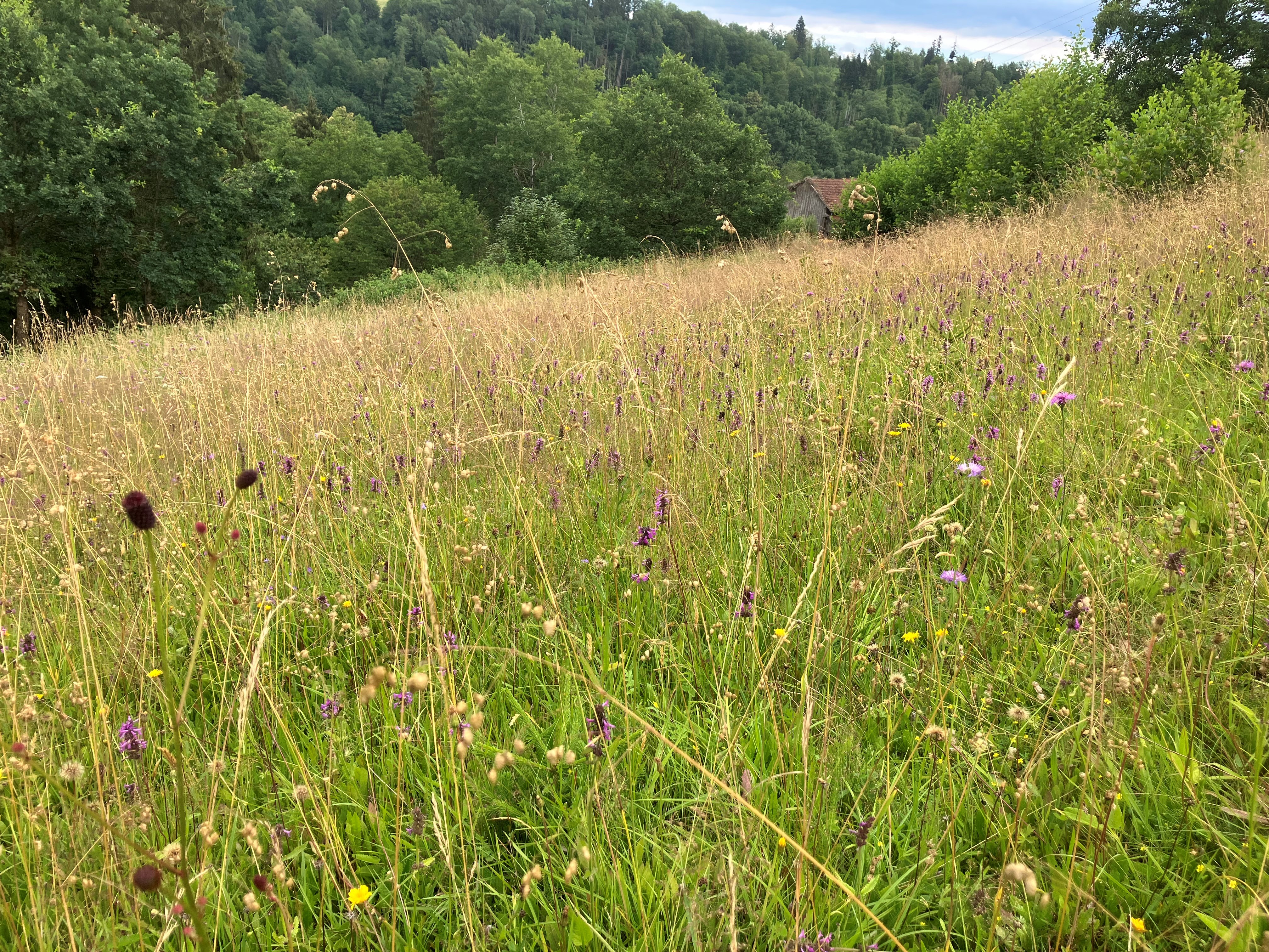 Über das Vertragsnaturschutzprogramm werden artenreiche Flächen gefördert, wie diese Wiese in der Gemeinde Ruderting.